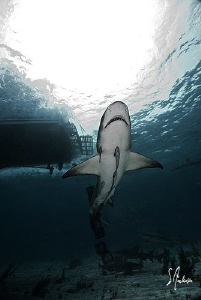 Lemon Shark Rising under the shadow of the Shear Water at... by Steven Anderson 
